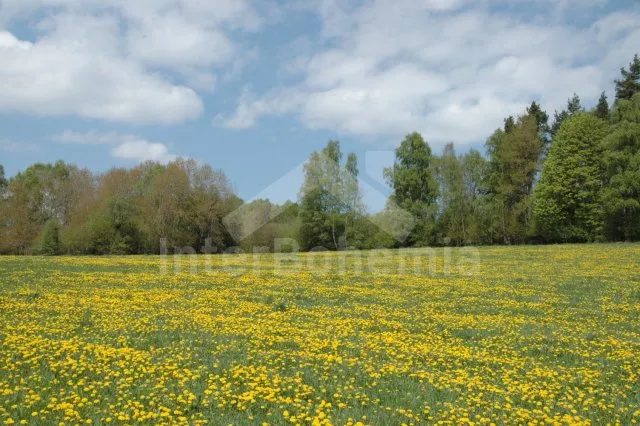 Šumava