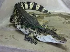 Krokodil-ZOO Protivín