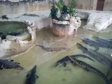 Crocodile terarium Jevišovice