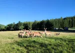 Appartement Bohemian Forest -  JC 0889 D