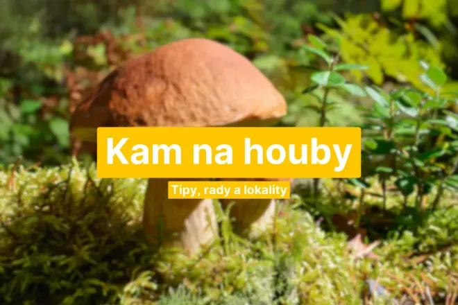 Kam zajít na houby + praktické rady